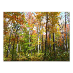 Foto Fall Forest I Autumn Landscape Photoshop