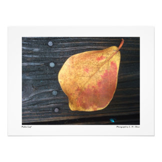 Foto Fallen Leaf