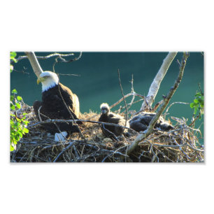 Foto Família da águia americana do BEF