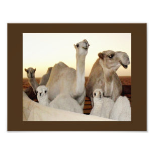Foto Família de camelos
