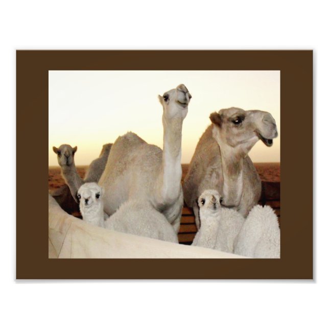 Foto Família de camelos (Frente)