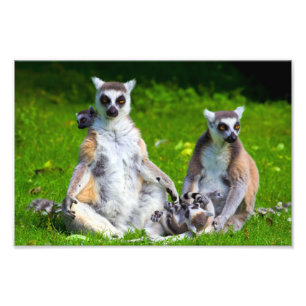 Foto Família dos Lemurs
