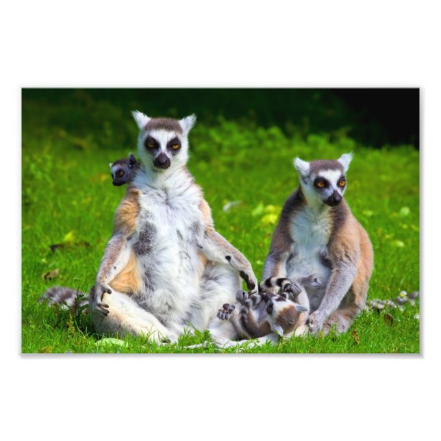 Foto Família Lemurs (Frente)