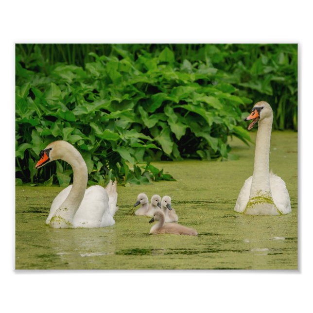 Foto Família Swan 10x8 (Frente)