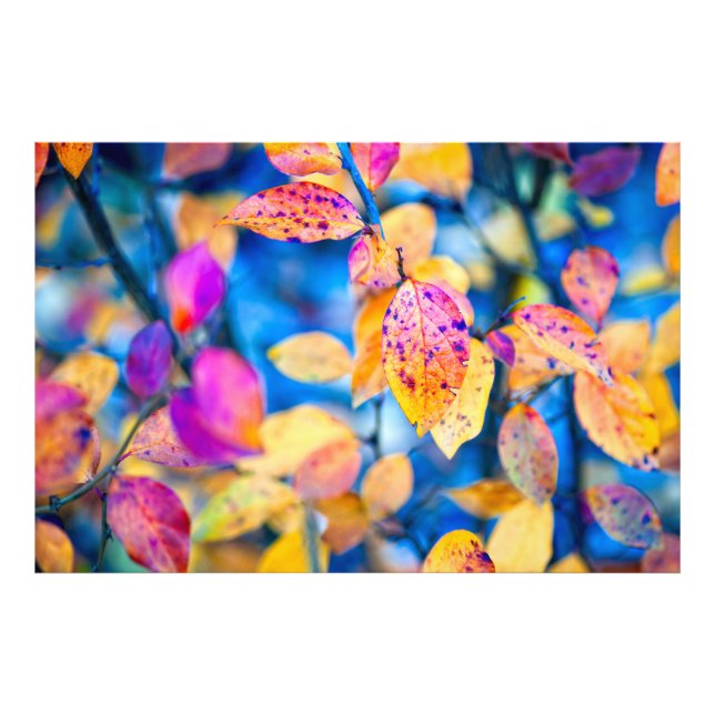 Foto Fascinando as Folhas de Cotonou (Frente)