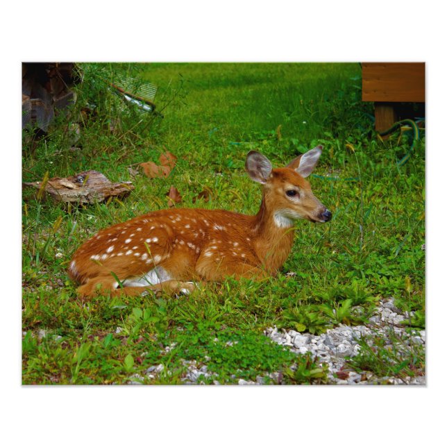 Foto fawn whitetail deer (Frente)