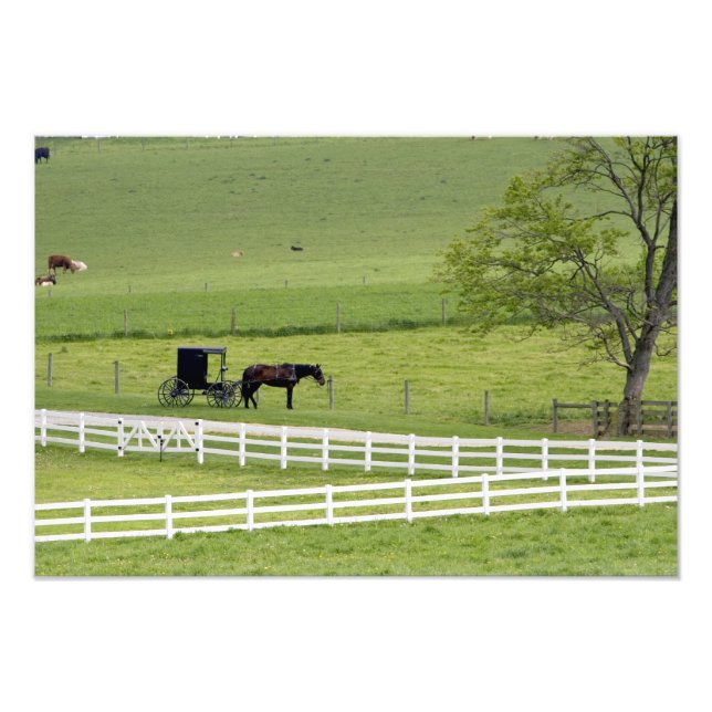 Foto fazenda amish com cavalo e carruagem perto de Berl (Frente)
