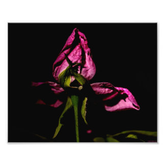 Foto Fazendo backup das Sombras