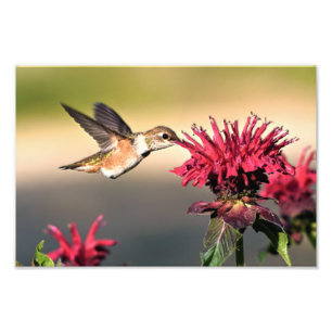 Foto Febre do Hummingbird