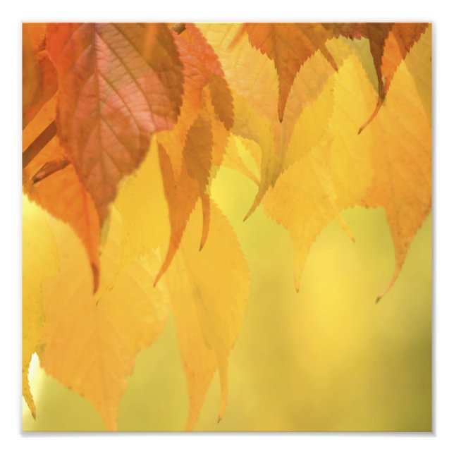 Foto Fechamento de Folhas de outono em uma Ramificação (Frente)