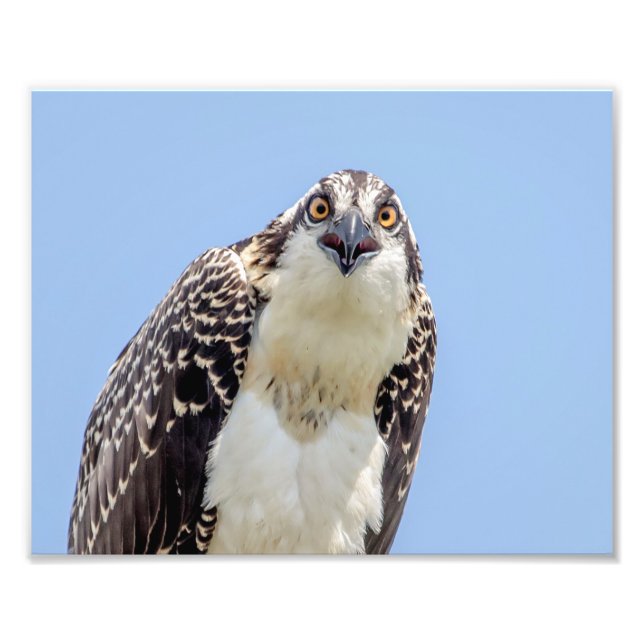 Foto Fechamento de um Osprey Juvenil (Frente)