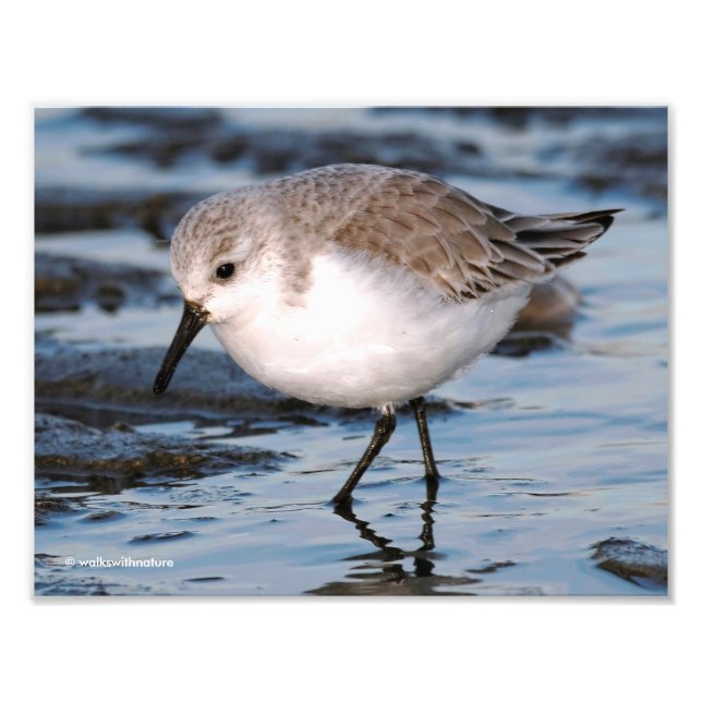 Foto Fechamento de um Sanderling Busy (Frente)