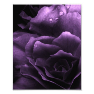 Foto Fechamento Roxo de uma Begônia Dupla