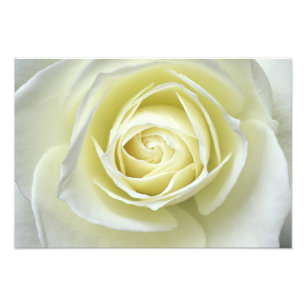 Foto Fechar detalhes da rosa branca