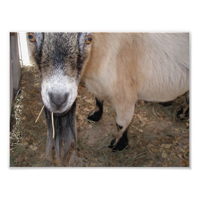Foto Feche Billy Goat Comendo Hay (Frente)