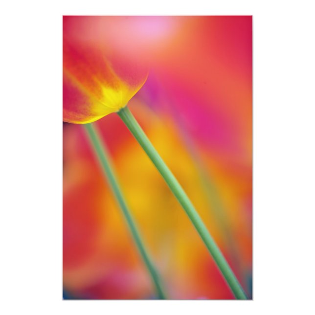 Foto Fecho da parte inferior da flor da tulipa, (Frente)