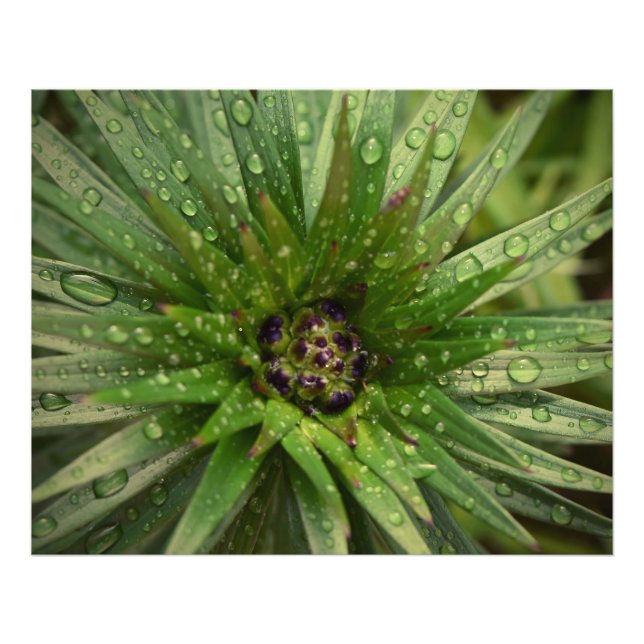 Foto Fecho da Planta (Frente)