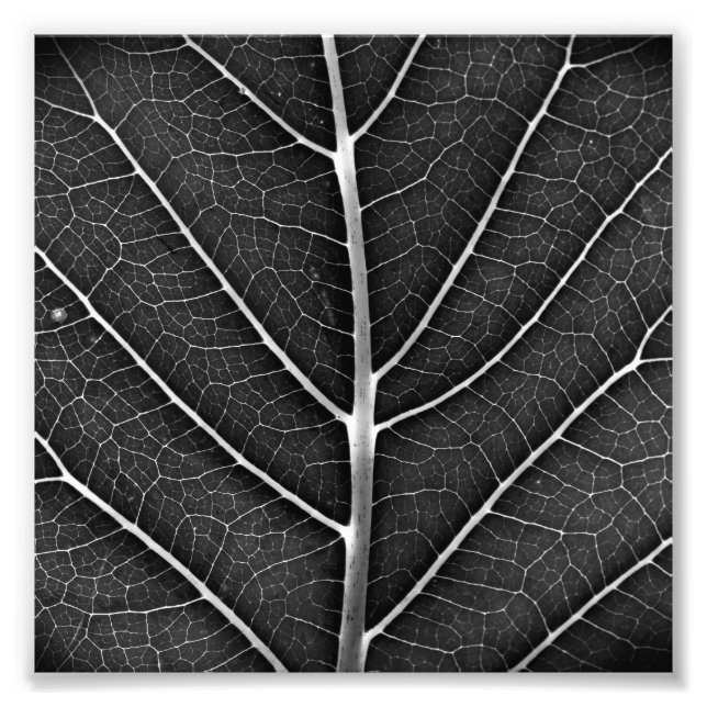 Foto Fecho de folhas brilhantes a preto e branco (Frente)