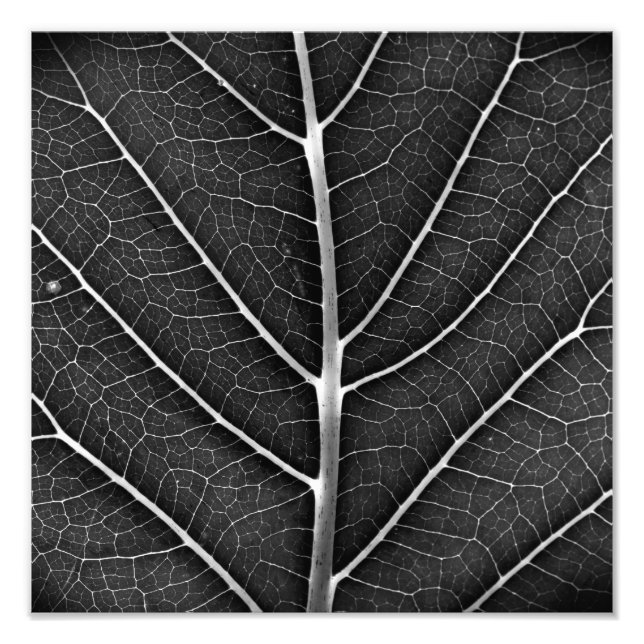 Foto Fecho de folhas brilhantes a preto e branco (Frente)