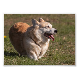 Foto Feliz Senhora (Corgi)