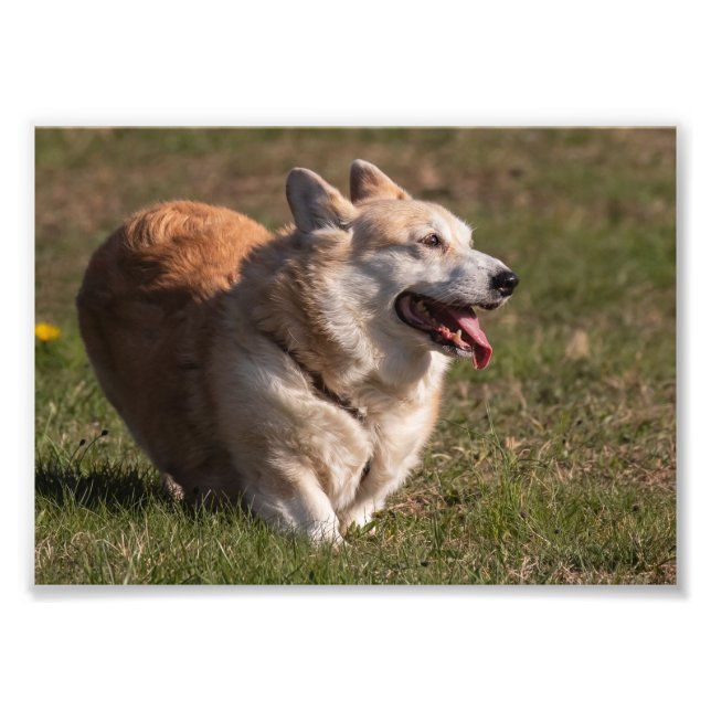 Foto Feliz Senhora (Corgi) (Frente)