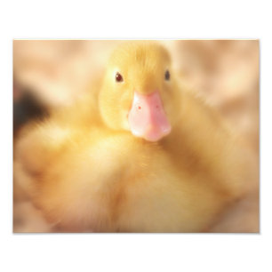 Foto Felpudo Páscoa de Pato Amarelo