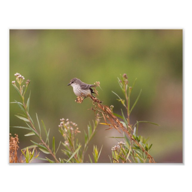 Foto Female Vermilion Flycatcher (Frente)
