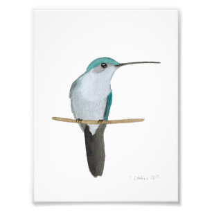 Foto fêmea Rubi-throated do colibri