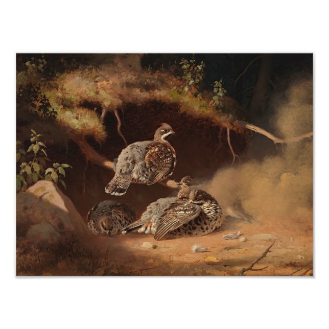 Foto Ferdinand von Wright - Hazel Grouse Wallow (Frente)
