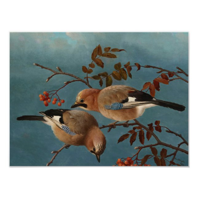 Foto Ferdinand von Wright - Jays (Frente)