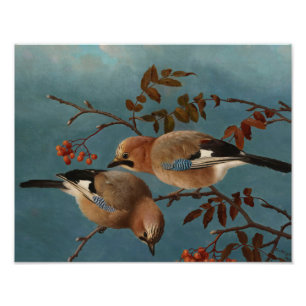 Foto Ferdinand von Wright - Jays