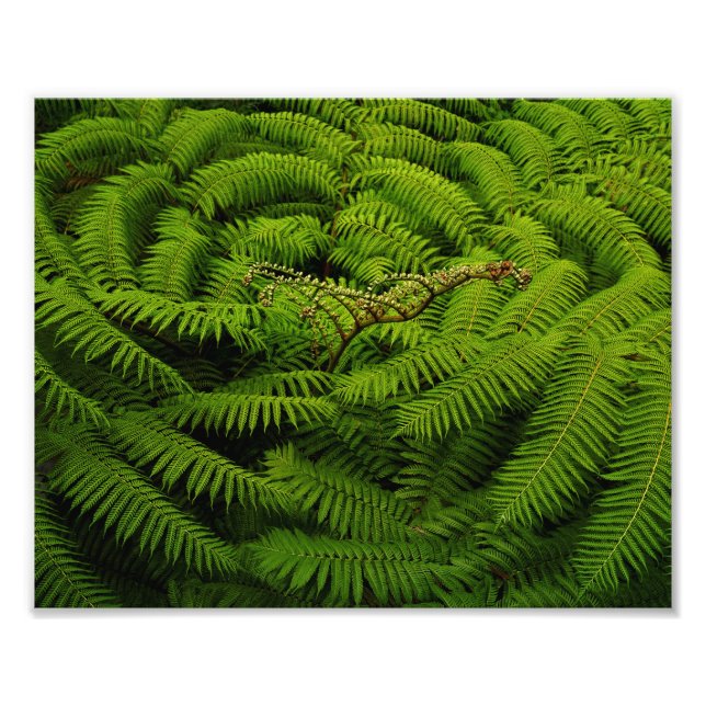 Foto Fern deixa retrato (Frente)