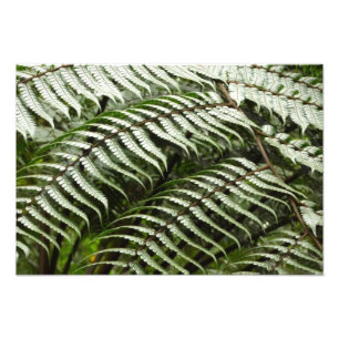 Foto Fern Fronds II Dark Green Nature