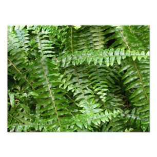 Foto Fern Frontes I Green Nature