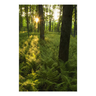 Foto Ferns na floresta em Grafton, Massachusetts.