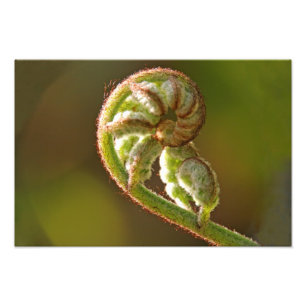 Foto Fiddlehead Fern