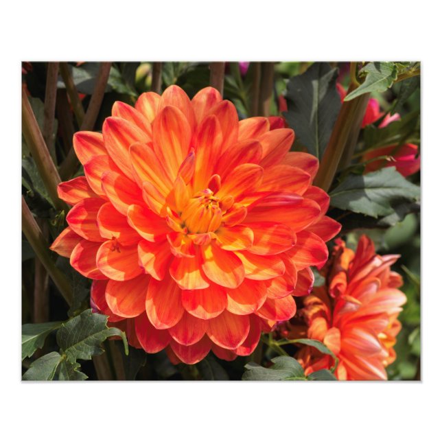 Foto Fiery Dahlia (Frente)
