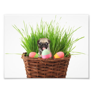 Foto Filhote de cachorro do pug da páscoa