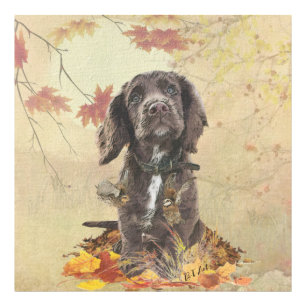 Foto Filhote de cocker spaniel chocolate