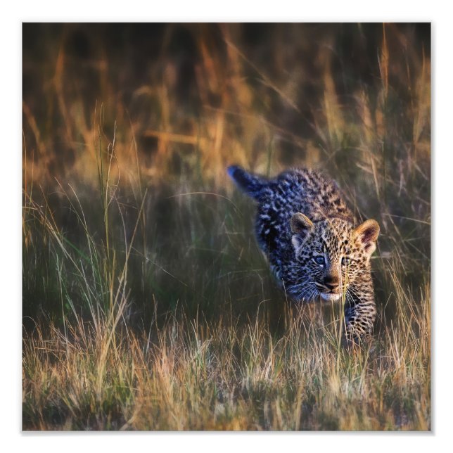 Foto Filhote de leopardo Panthera Pardus (Frente)