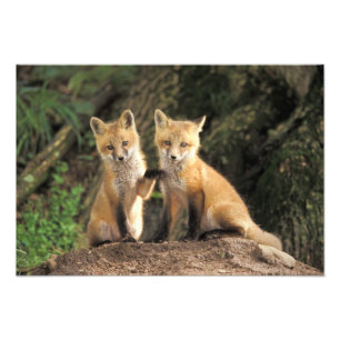 Foto Filhote de Raposa Vermelha em frente à toca Vulpes