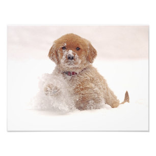 Foto Filhote de Retriever Dourado na Neve