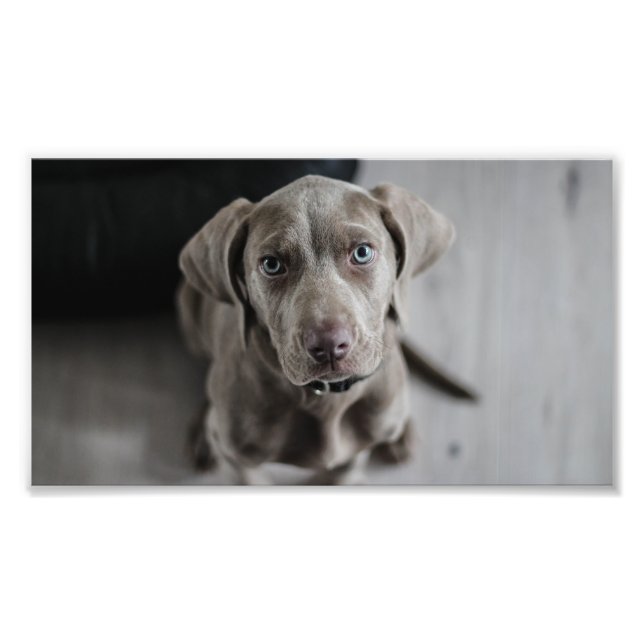 Foto filhote de weimaraner (Frente)