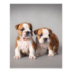 Foto Filhotes de Bulldog Inglês Casal Bulldog Fofo