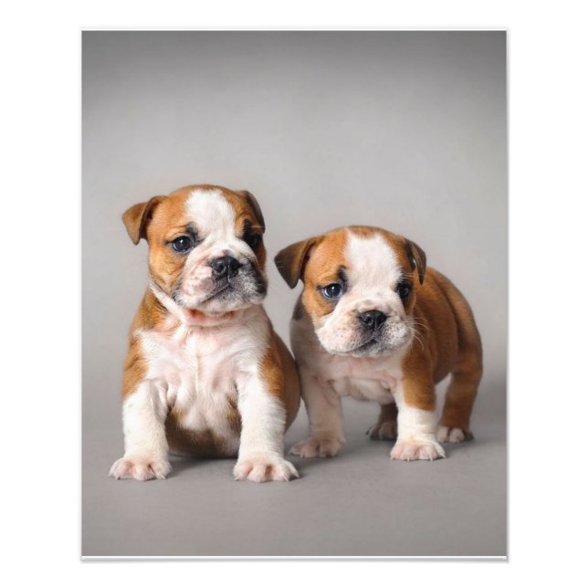 Foto Filhotes de Bulldog Inglês | Casal Bulldog Fofo (Frente)
