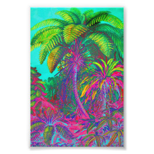 Foto Filicinae Árvores e Ferns