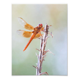 Foto Flame Skimmer Dragonfly em Agave