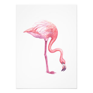 Foto Flamingo