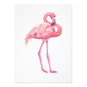 Foto Flamingo 2
