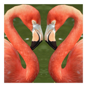 Foto Flamingo_20170701_by_JAMFoto